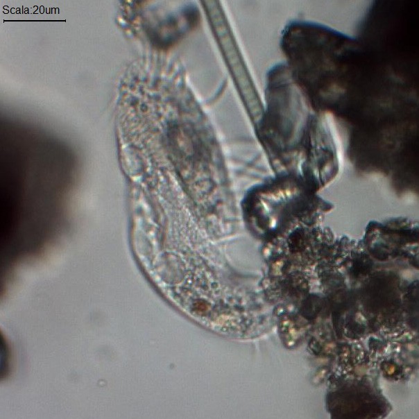 Altro abitante della pozzanghera